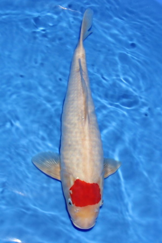 kat-Tancho Kohaku5